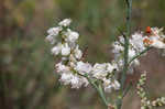 Southern jointweed